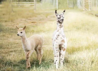 Orenda Ranch, ein Hof mit Alpakas, Lamas und Pferden