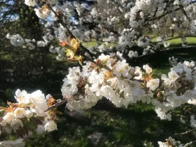 Haus mit großem Garten sucht ....