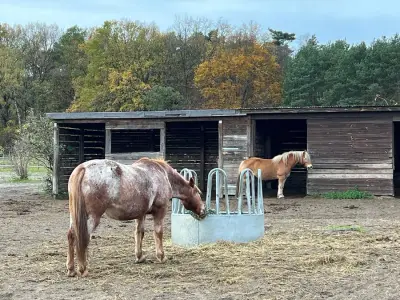 Kleiner Pferdehof