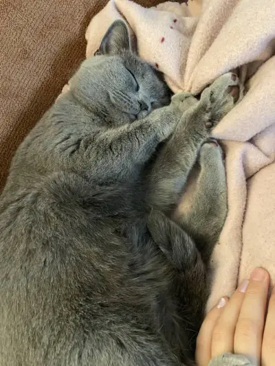 Petsitting in Heidelberg