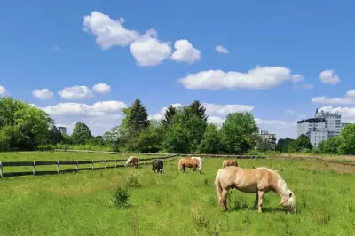 Pferdeliebhaber, aufgepasst!