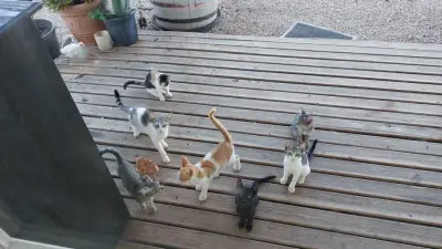 Hühner- und Katzenfütterhilfe auf Mallorca / Llucmajor