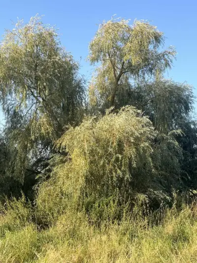 Natur Stellplatz 30 km vor Rügen