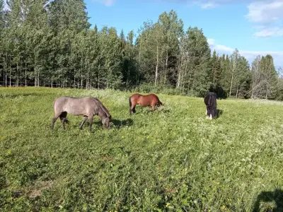 Swedish Paradise Garden & Farm