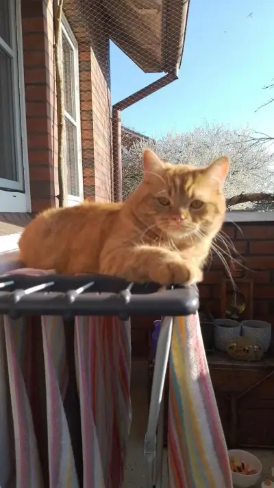 Katze braucht Gesellschaft