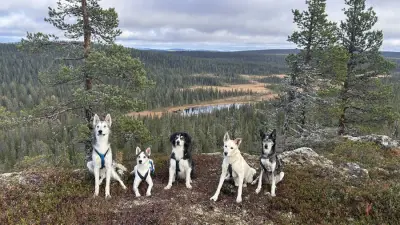 Hilfe in Schwedisch Lappland 2026