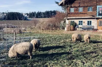 Alter Bauernhof mit Katzen, Schafen und Hühnern