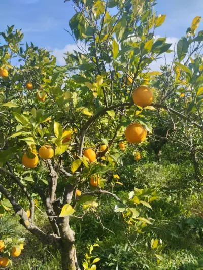 Orangenfarm in Portugal, Algarve