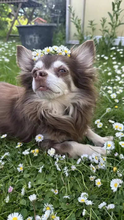 Stella