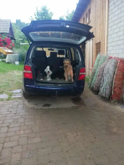 Ziegen melken