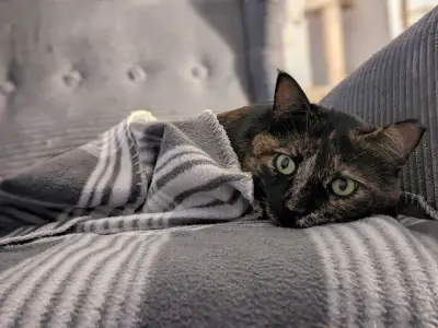 Katzensitting