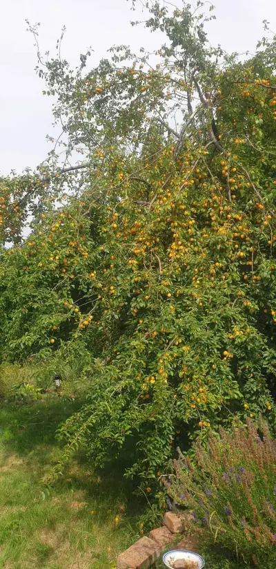 Leipzig - Hilfe im Schrebergarten gegen Stadtwohnung