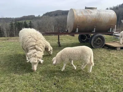 Bauernhofurlaub und Hüten von 20 Schafen 4 Kühen und 2 Hunde