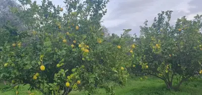 Ökofarm in Calabrien am Meer- Mitarbeit-Housesitting