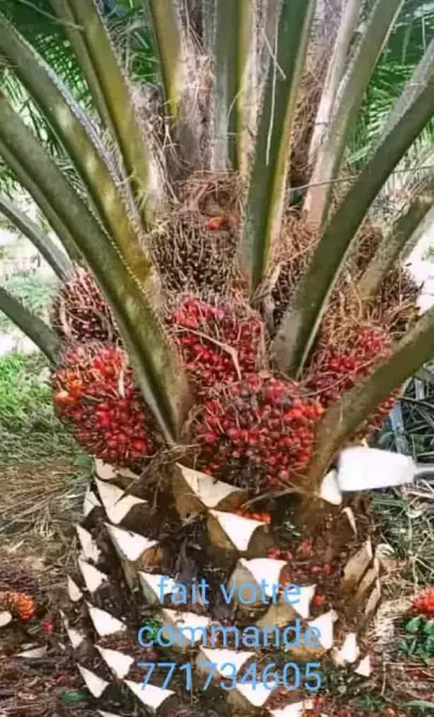 Permaculture Garden in Abene/Senegal