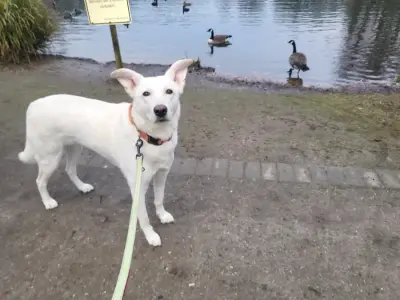 Hundesitting