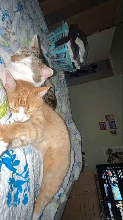 Suche jemanden der auf meine 2 Kater aufpasst 😇