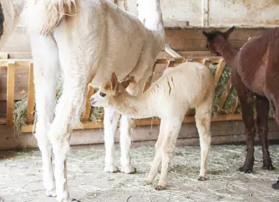 Orenda Ranch, ein Hof mit Alpakas, Lamas und Pferden – Bild 6