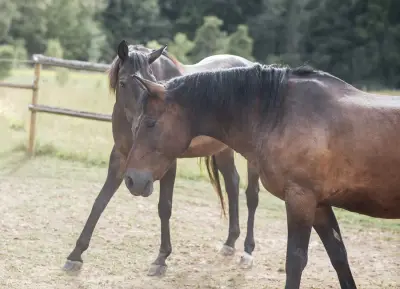 Orenda Ranch, ein Hof mit Alpakas, Lamas und Pferden – Bild 2