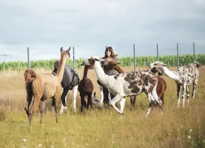 Orenda Ranch, ein Hof mit Alpakas, Lamas und Pferden – Bild 5