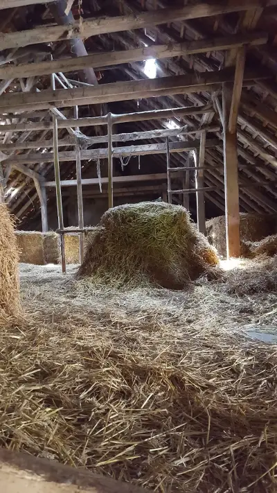 Süntelhof - Der Alpakahof im Weserbergland – Bild 3
