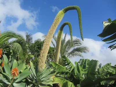 Finca auf la Gomera – Bild 4
