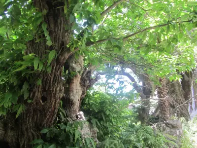 Finca auf la Gomera – Bild 5