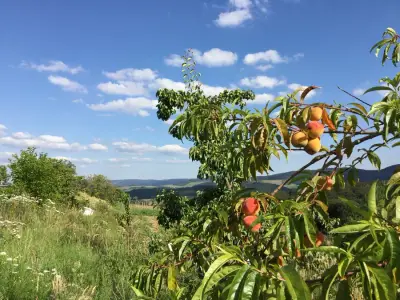 Paradiesgartenhof Hochsauerland – Bild 6
