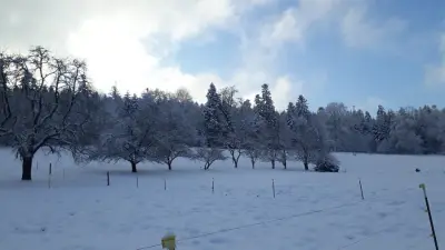 Schwarzwald-Idyll sucht Tierfreundin – Bild 3