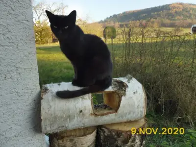 Schwarzwald-Idyll sucht Tierfreundin – Bild 2
