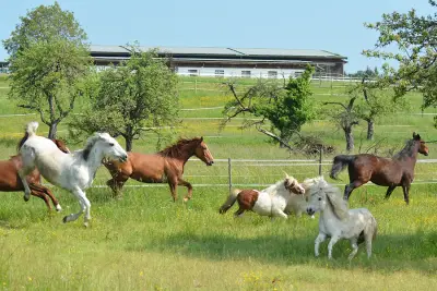 Reit- und Ponyhof Südschwarzwald – Bild 4