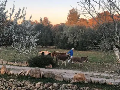 finca auf mallorca – Bild 2