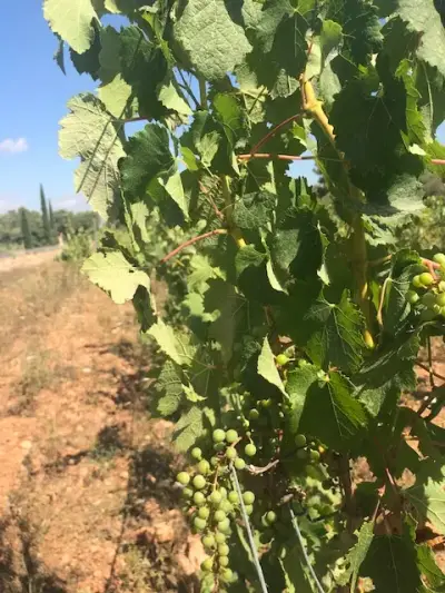 finca auf mallorca – Bild 6