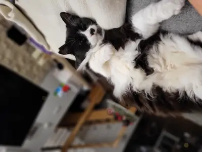 Petsitting – Bild 3