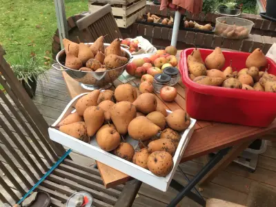 Haus mit großem Garten sucht .... – Bild 5