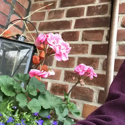 Haus mit großem Garten sucht .... – Bild 4