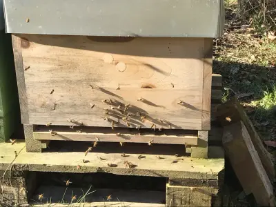 Haus mit großem Garten sucht .... – Bild 6