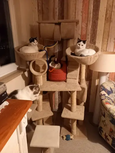 Petsitting am schönen Tegernsee – Bild 4