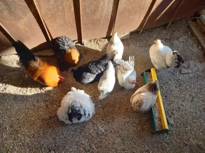 Petsitting am schönen Tegernsee – Bild 2