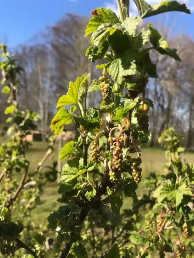 Haus mit großem Garten sucht .... – Bild 2