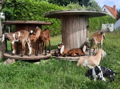 Fachwerkhaus mit vielen Tieren und großem Garten – Bild 3