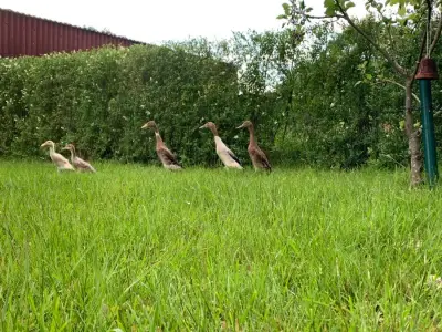 Stellplatz auf Resthof umgeben von Natur – Bild 4