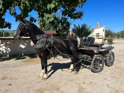 Finca an der Costa Blanca – Bild 2