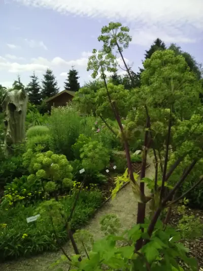 Heilkräuter-Schaugarten Ogkeln bei Bad Schmiedeberg – Bild 4