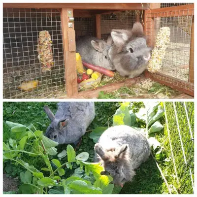 pet-&housesitting im herzen österreichs – Bild 4