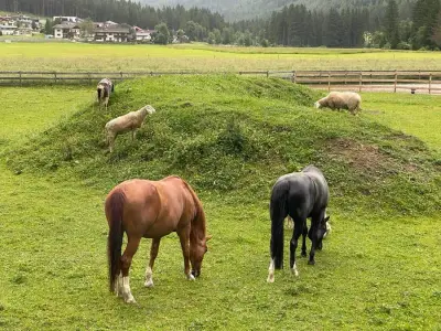 Bauernhof mit Pferdehaltung und Ferienwohnungen in Tirol – Bild 5