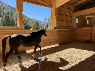 Bauernhof mit Pferdehaltung und Ferienwohnungen in Tirol – Bild 3