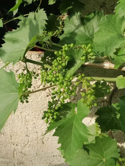 Kleine Oase an der polnischen Grenze – Bild 3