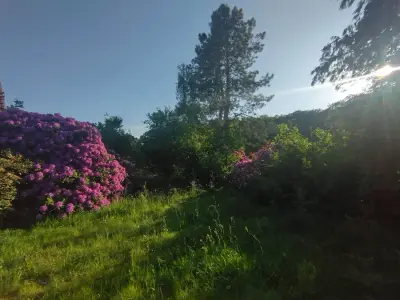 Grünes Idyll in Lüneburger Heide – Bild 3
