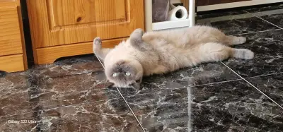 Petsitting Teneriffa – Bild 2